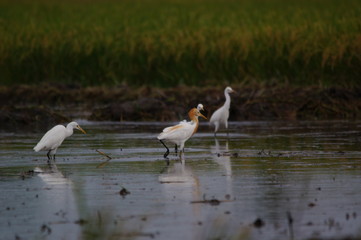 Catlle egret is looking for food in the fields