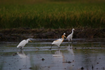 Catlle egret is looking for food in the fields