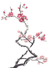Realistic sakura blossom - Japanese cherry. Watercolor illustration, jpg