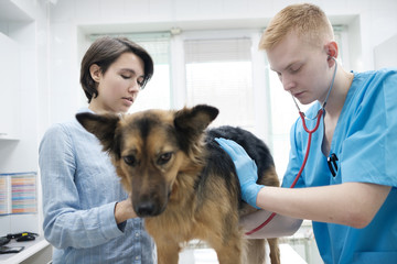 medicine, pet, animals, health care and people concept - happy woman with  dog and veterinarian doctor at vet clinic