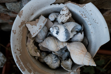 Verschiedene Muscheln gesammelt in einer Schale