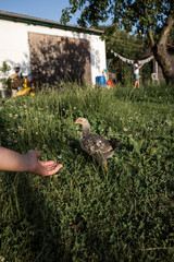 Freilaufendes junges Huhn im Garten