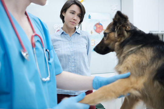 Dog visiting vet for regular check up