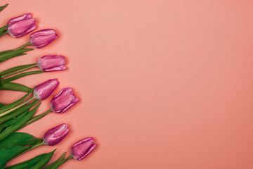 women's day card. seven pink tulips on pink background from left side