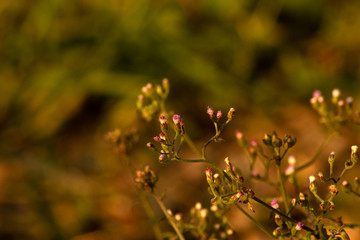 vernonia cinerea , little ironweed in garden