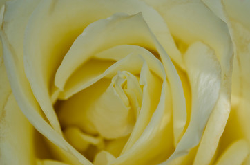 Blurred yellow rose petals with blurred pattern background