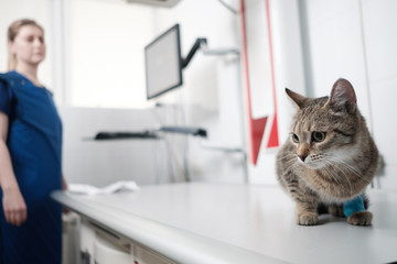 Cat check up at animal hospital