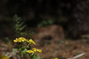 korea wild plants flower macro photograph