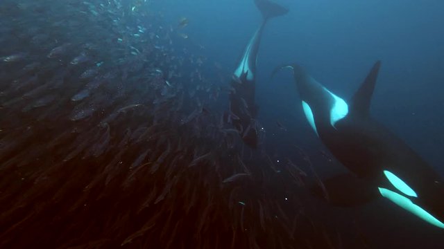 orcas, killer whales hunting for herrings in the fjords of Norway