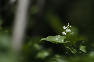 korea wild plants flower macro photograph