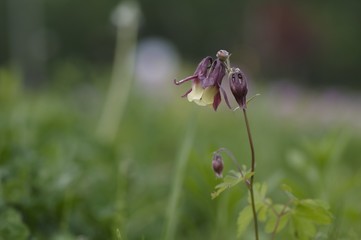 korea wild plants flower macro photograph