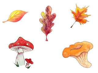 Hand drawn watercolor autumn set of leaves and mushroom on white background.