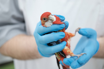parrot in the hands of a doctor. © Make_story Studio