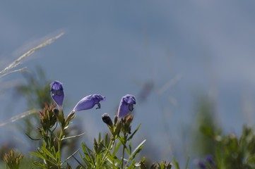 korea wild plants flower macro photograph