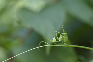 korea wild plants flower macro photograph