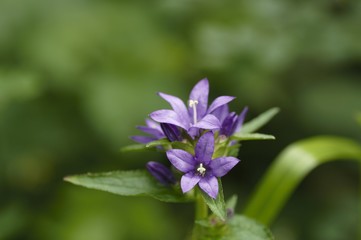 korea wild plants flower macro photograph