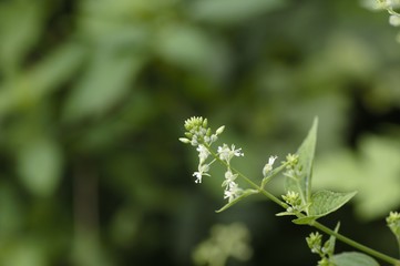 korea wild plants flower macro photograph