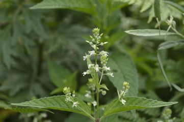 korea wild plants flower macro photograph