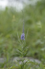 korea wild plants flower macro photograph