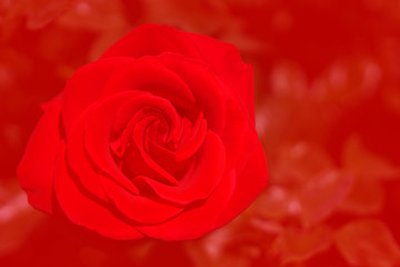 Obraz na płótnie Canvas Red Rose - Top view fresh single blooming flower in the garden - image for valentine love concept , Floral backdrop and beautiful detail 