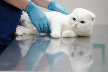 examination of a cat in a veterinary clinic