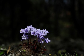 Obraz premium korea wild plants flower macro photograph