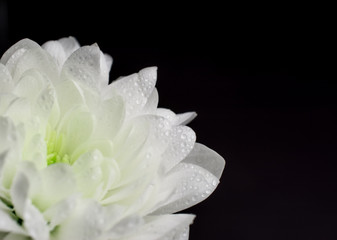 white  flowers black background