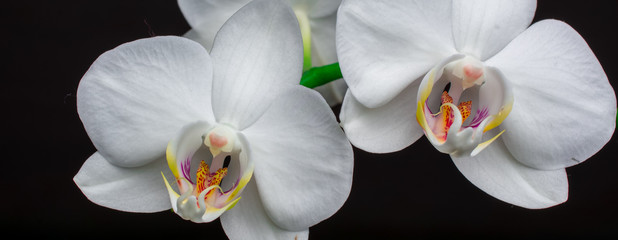  white orchids  flowers black background