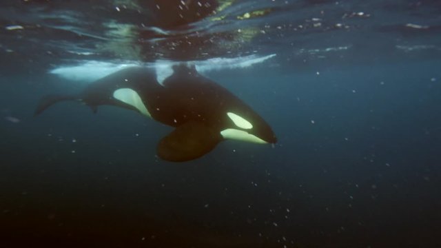 orcas, killer whales hunting for herrings in the fjords of Norway