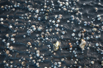 Muscheln im Schlick im Wattenmeer bei Ebbe