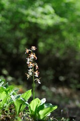 korea wild plants flower macro photograph