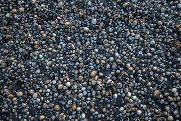 Muschel Ansammlung am Strand