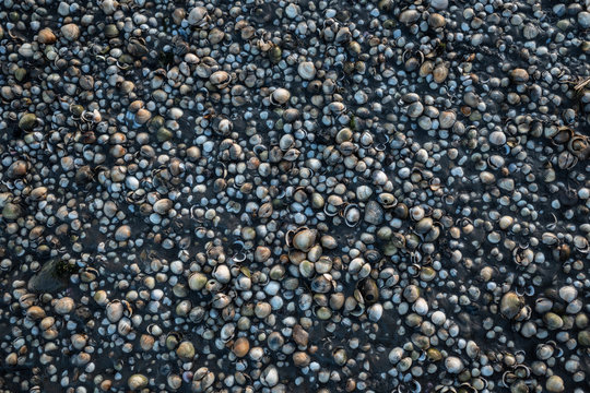 Muschel Ansammlung am Strand