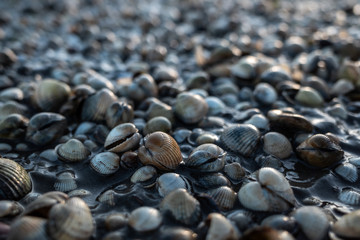 Close up von Muscheln in der Nordsee