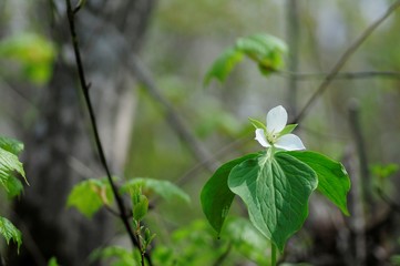 korea wild plants flower macro photograph