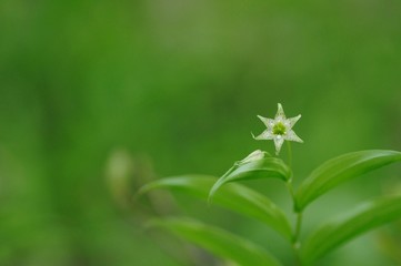 korea wild plants flower macro photograph