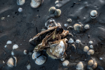 Auster und weitere Muscheln im Schlick in der Nordsee
