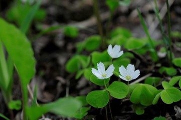 korea wild plants flower macro photograph