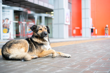 alone sad homeless dog waiting for the owner outdoor in the street