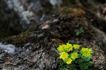 korea wild plants flower macro photograph