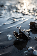 Auster im Schlick in der Nordsee