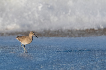 Willet, Tringa semipalmata, bird walking on the shore in California