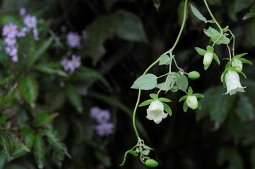 korea wild plants flower macro photograph