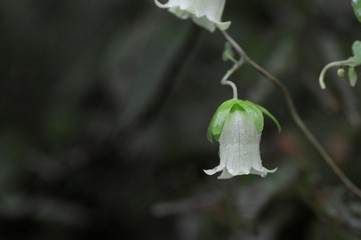 korea wild plants flower macro photograph