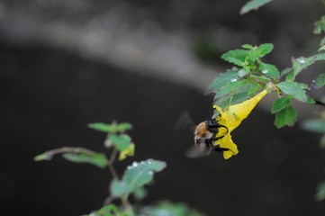 korea wild plants flower macro photograph