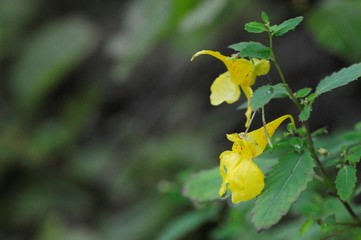 korea wild plants flower macro photograph