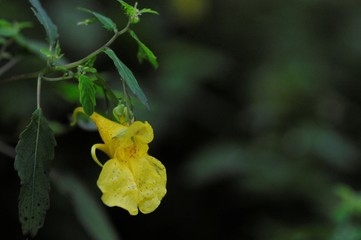 korea wild plants flower macro photograph