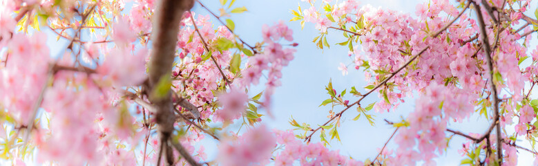 咲き誇る河津桜 背景に青空 パノラマ