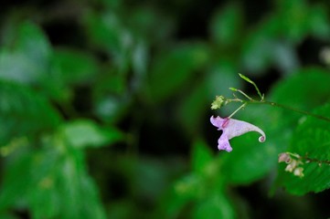 korea wild plants flower macro photograph