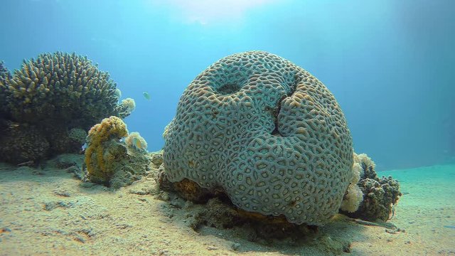 Amazing coral of the Faviidae family on the sandy seabed. Several tropical fish swim near it.